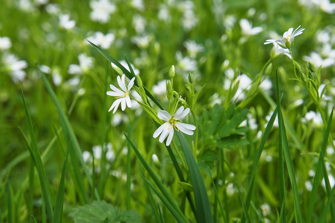 더 와일드: 야수들의 전쟁 다시보기