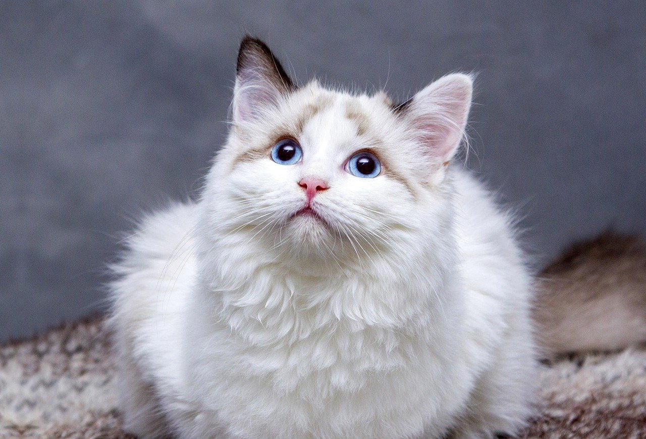 나만 없어 고양이 다시보기