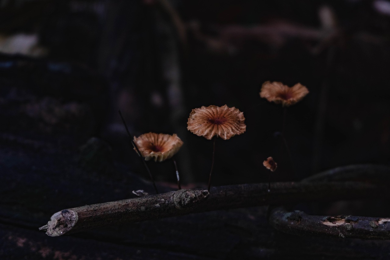 우리는형제입니다보기