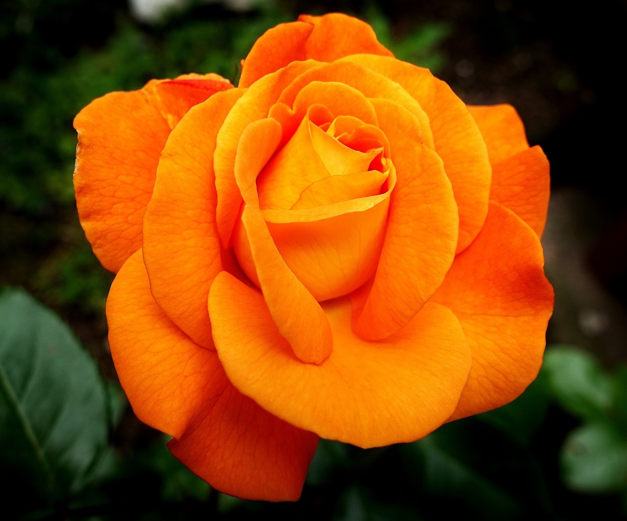 달려라 장미 다시보기