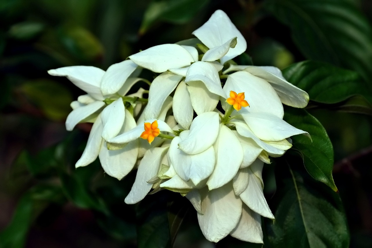 나혼자산다보기