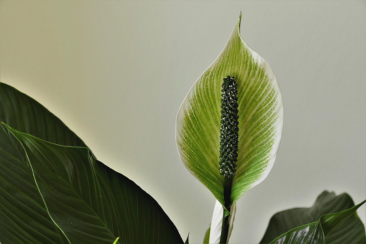 모던패밀리보기