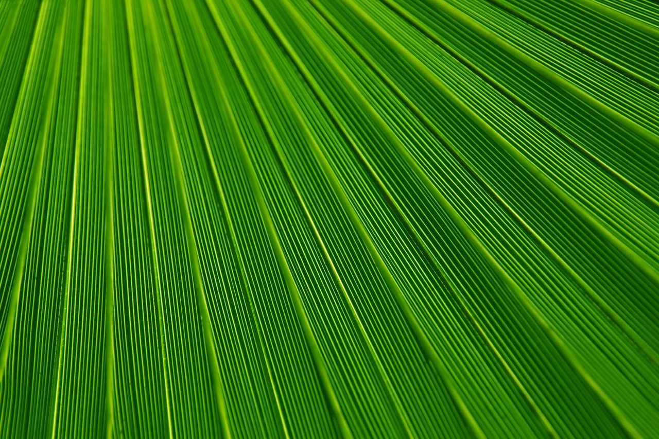 JTBC예능