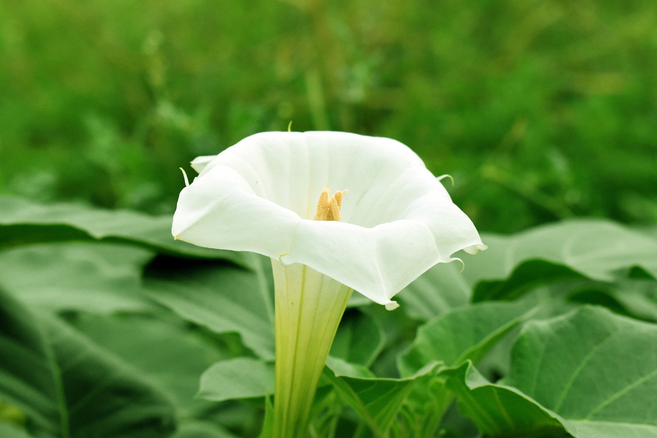 천사의 유혹 다시보기