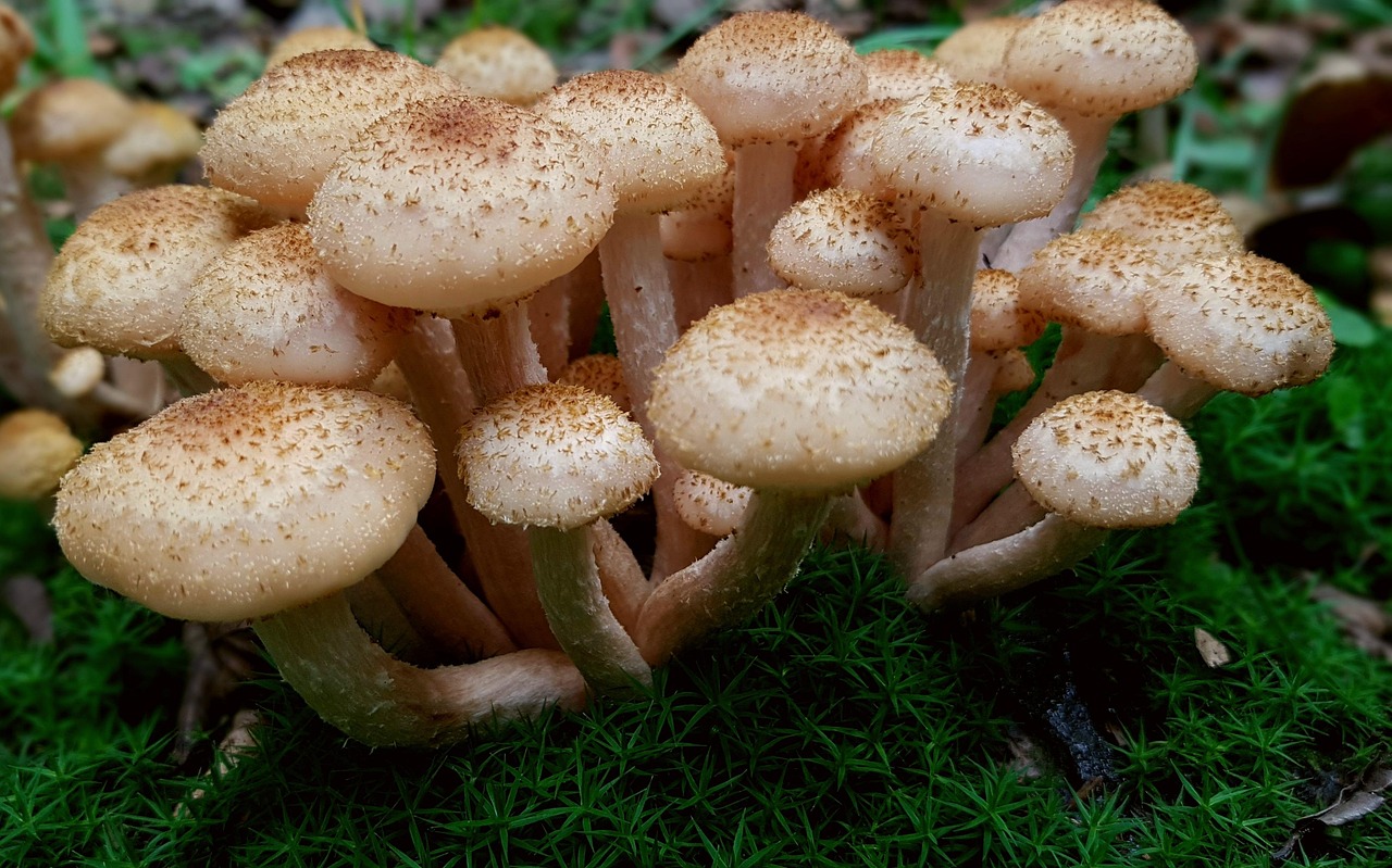가을동요모음