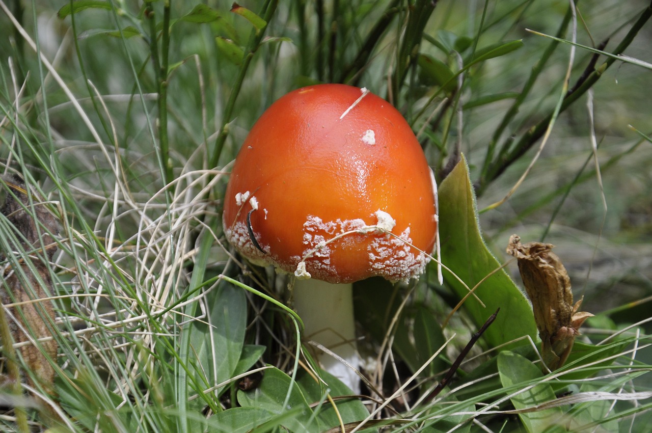 블랙잭OVA