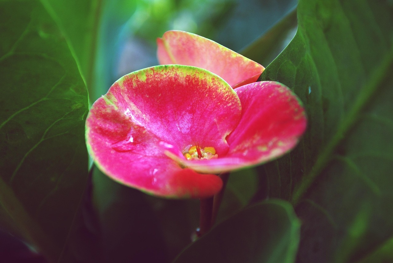 순수의시대보기