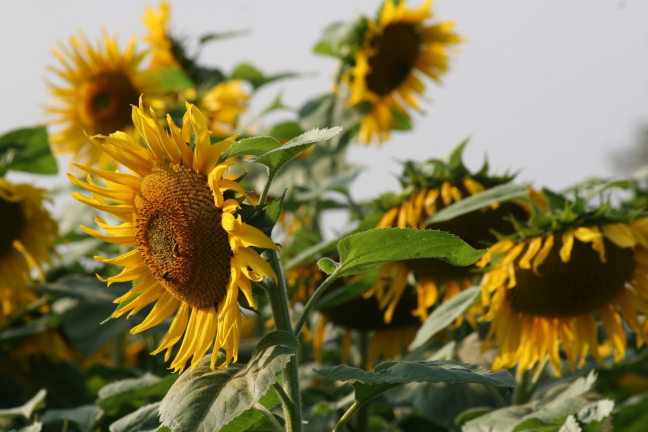 해바라기보기