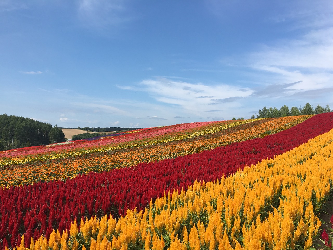 에비에이터보기