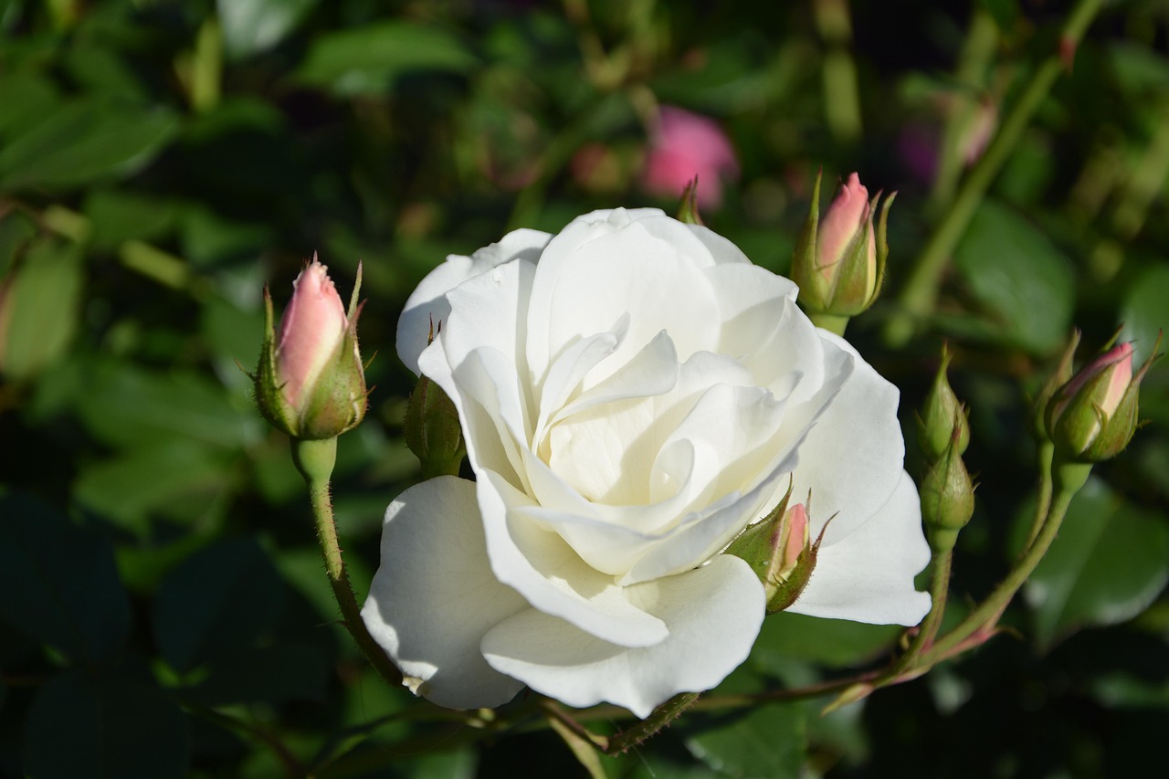 러브 라이즈 블리딩 다시보기