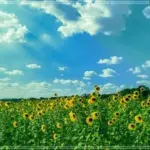 드라마모음 인기영상 다시보기 최신작부터 명작까지 한눈에 보기