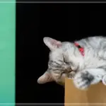 추천 웹하드 다시보기 안전하고 빠른 이용 가이드