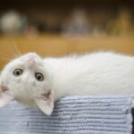 고양이의 보은을 다시 보기에 관한 4가지 방법