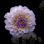 로어: 세상을 향한 함성의 주요 테마 살펴보기
